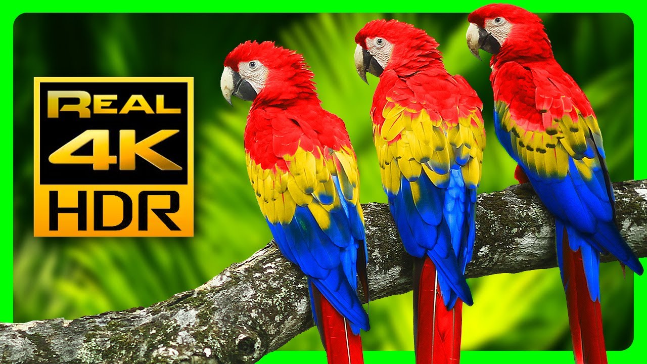 The Most Colorful Macaw Parrots in 4K HDR - Video Download