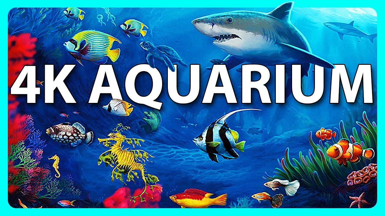 The Best 4K Aquarium for Relaxation -  Video Download