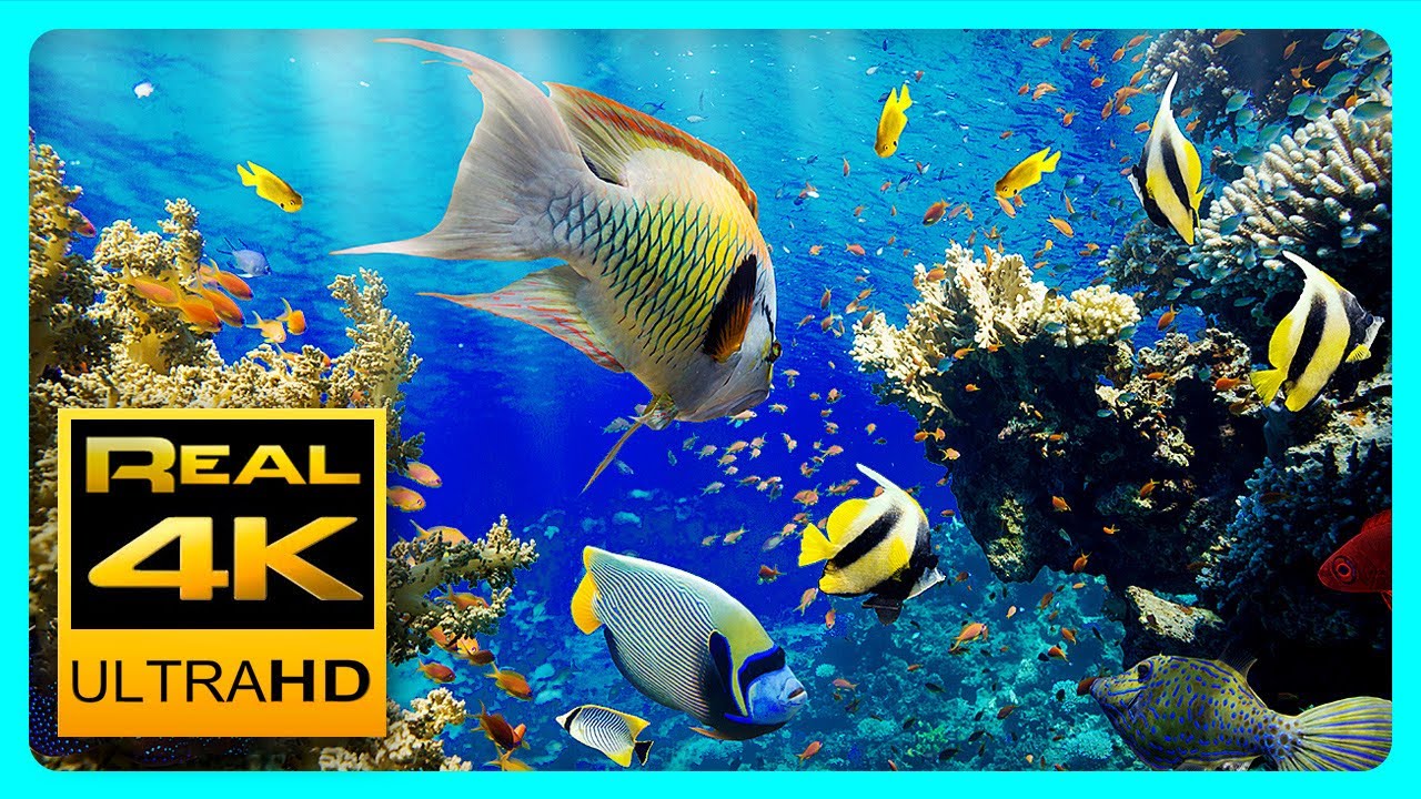 The Best 4K Aquarium for Relaxation II -  Video Download
