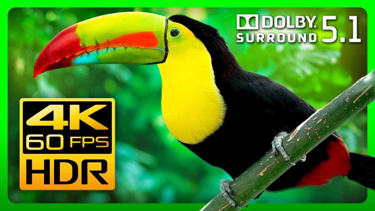 The Most Colorful Animals in Amazing 4K HDR - Video Download