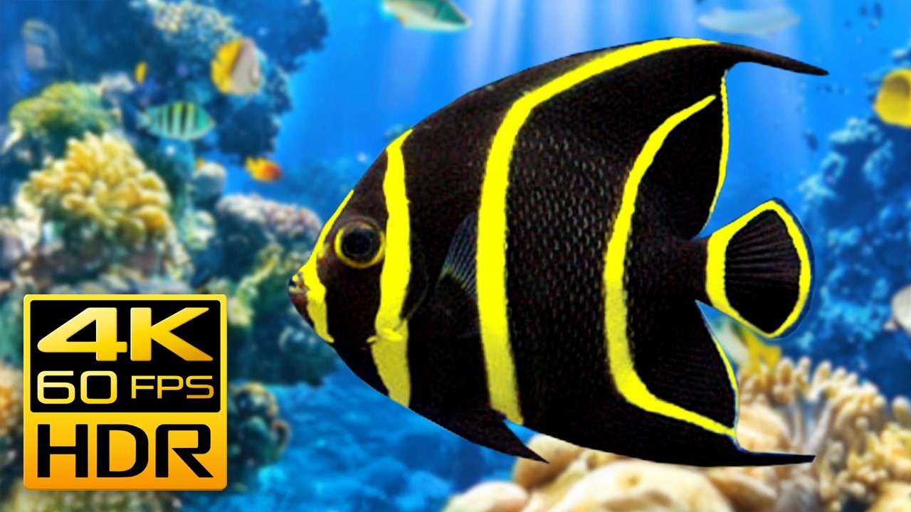 Stunning Aquarium in 4K HDR 60fps  - Video Download