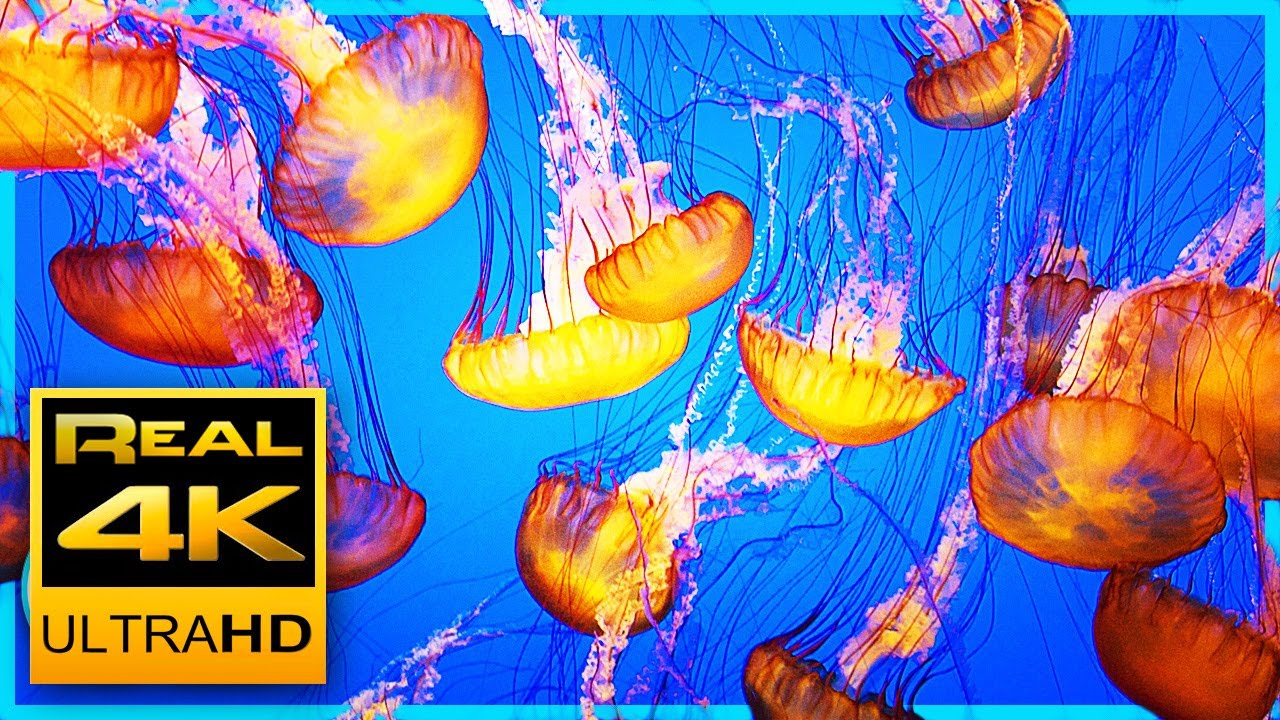 Soothing Jellyfish Aquarium in 4K - Video Download