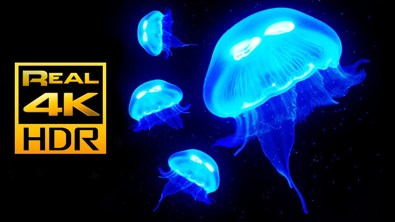 Amazing Jellyfish Aquarium in 4K HDR - Video Download