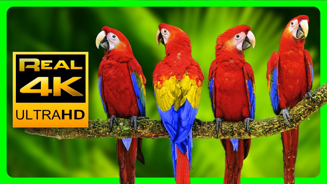 Vibrant Macaw Parrots in 4K - Video Download