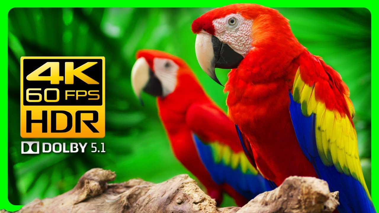 Stunning Macaw Parrots in 4K HDR 60fps - Video Download