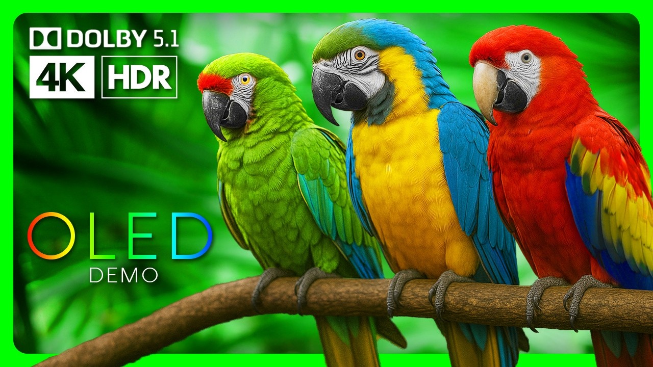 Vibrant Macaw Parrots in 4K HDR TV Demo - Video Download
