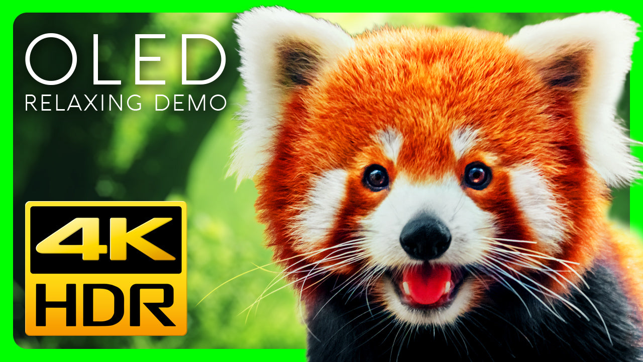 Stunning Red Pandas in 4K HDR - Video Download
