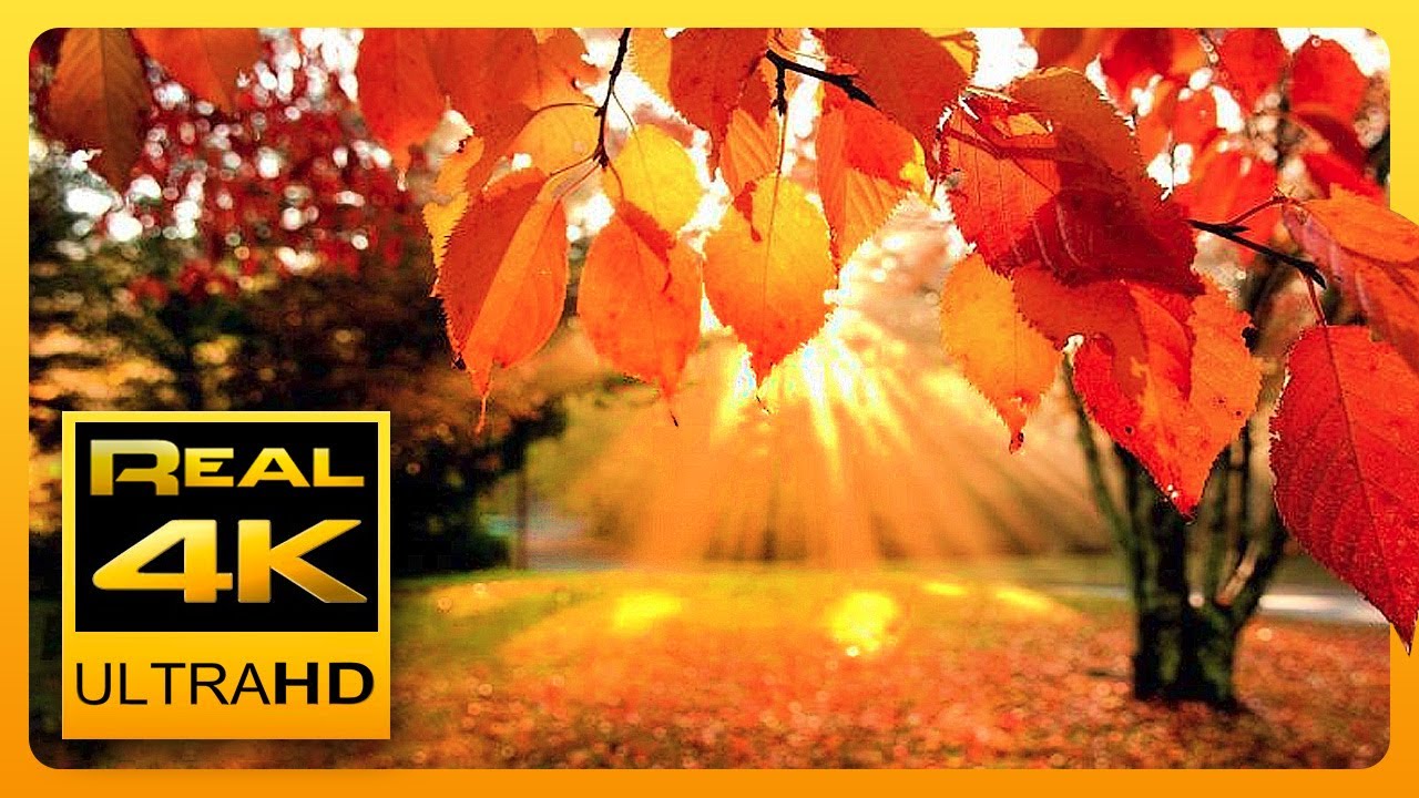 Autumn Forest & Relaxing Piano Music - Video Download