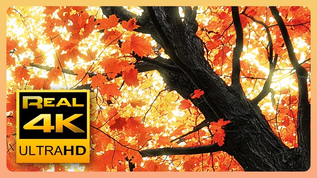 Beautiful Autumn Leaves Colors & Soothing Instrumental Music 🍁🍂 - Video Download