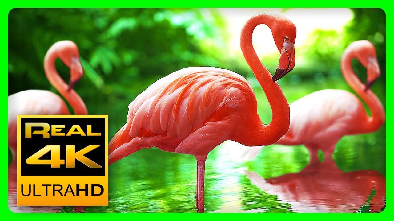 Breathtaking Colors of Nature in 4K - Video Download