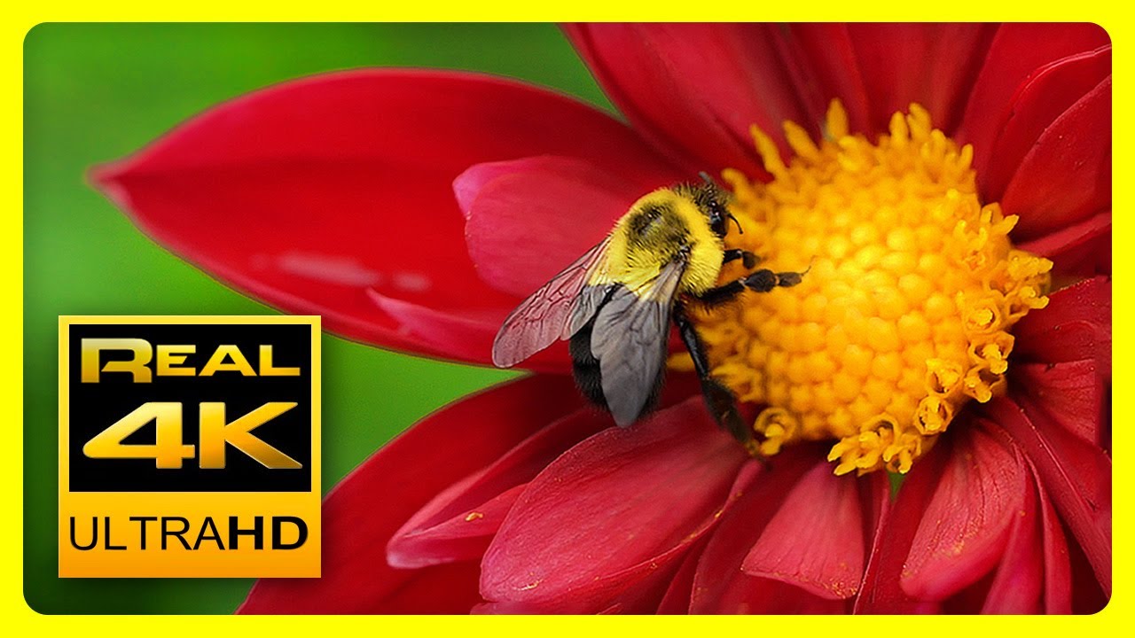 Breathtaking Colors of Nature in 4K II - Video Download