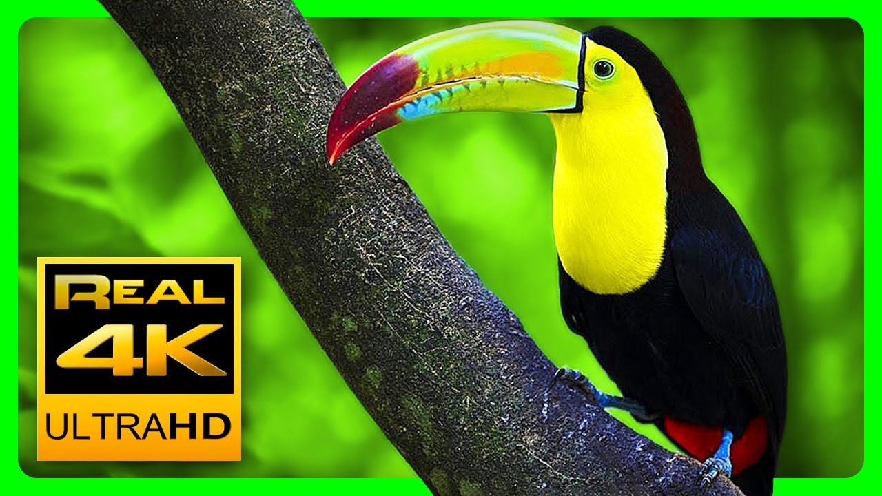 Breathtaking Colors of Nature in 4K III - Video Download