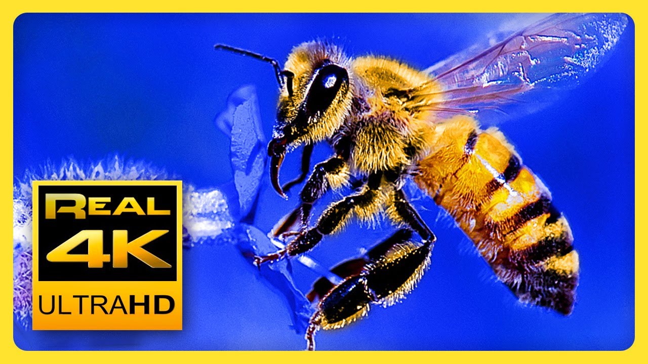 Breathtaking Colors of Nature in 4K IV - Video Download
