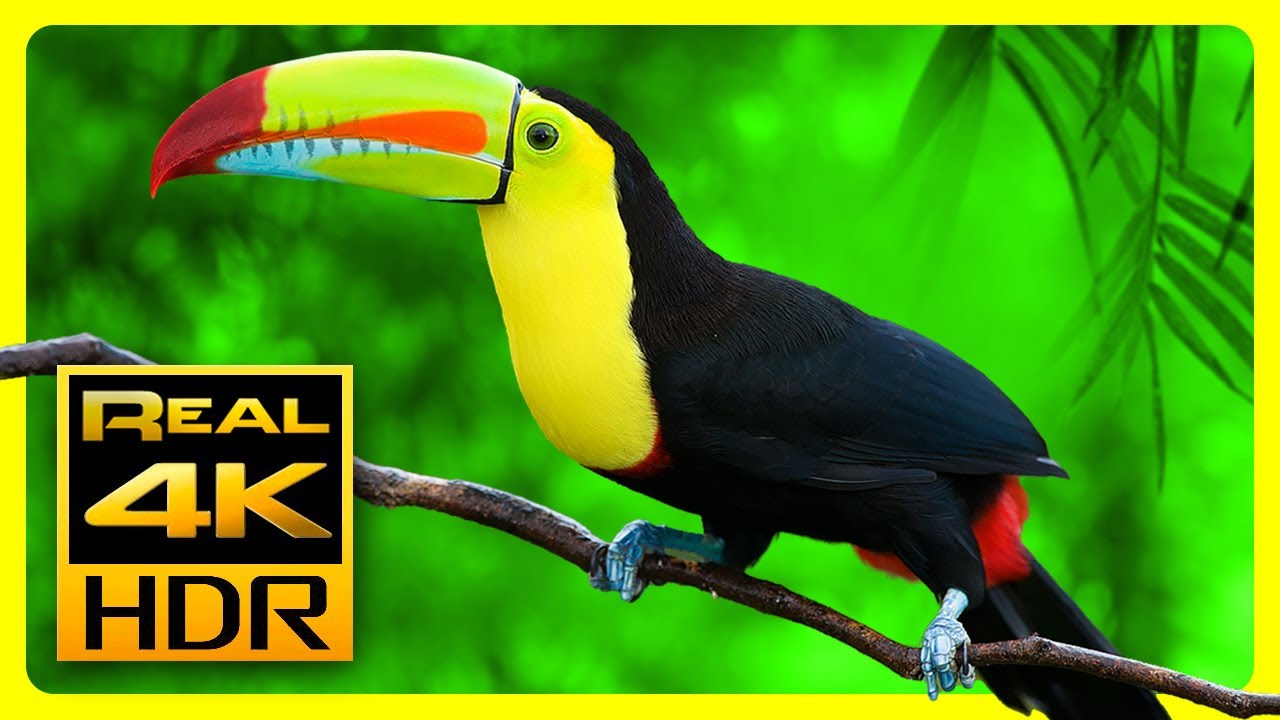 Breathtaking Colors of Nature in 4K HDR - Video Download