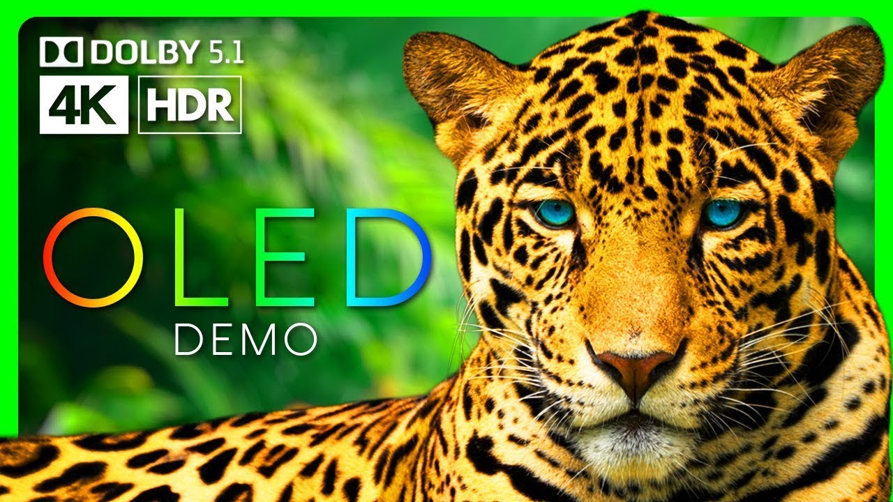 Stunning Jaguars  4K HDR TV Demo - Video Download