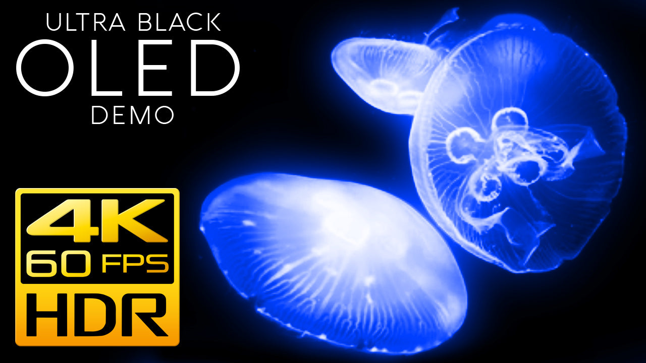 Most Vibrant Neon Jellyfish Aquarium - Video Download