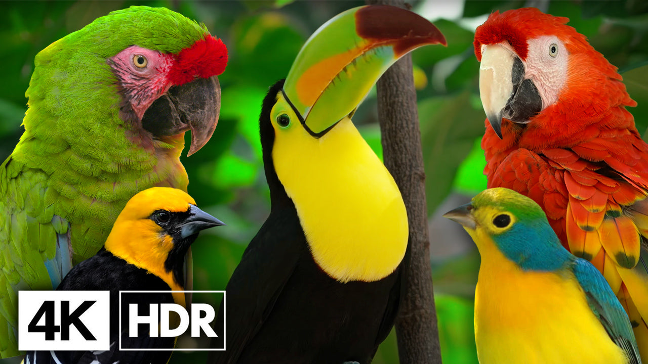 The Most Colorful Tropical Birds in 4K HDR - Video Download