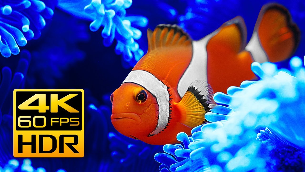 Soothing Clownfish Aquarium in 4K HDR - Video Download