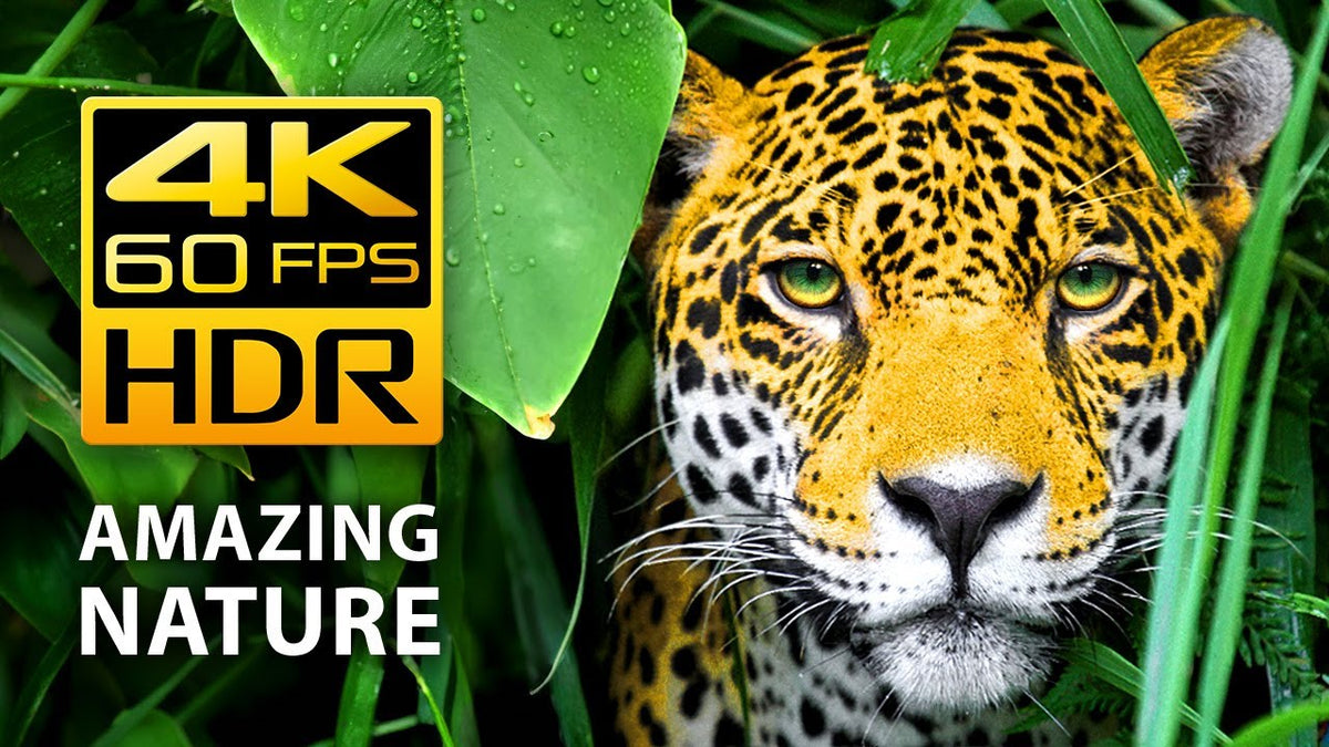Amazing Colors of Nature in 4K HDR 60fps - Video Download