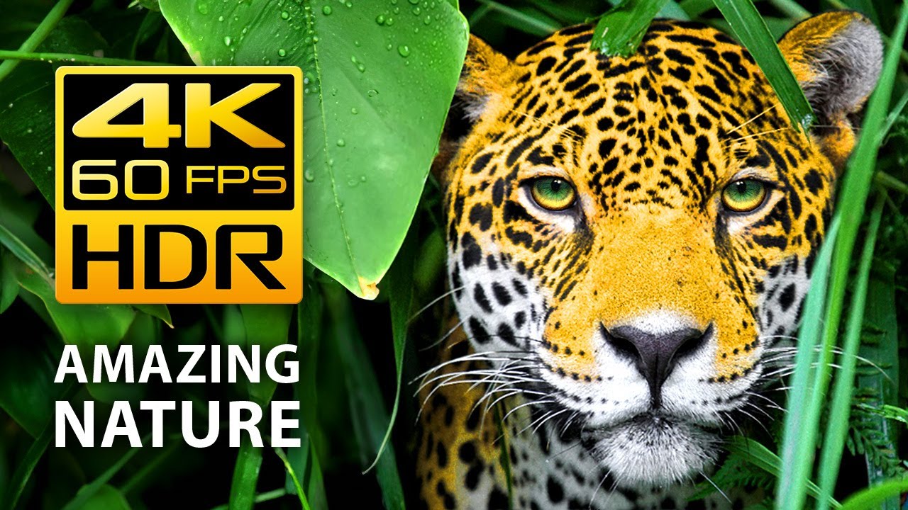 Amazing Colors of Nature in 4K HDR 60fps - Video Download