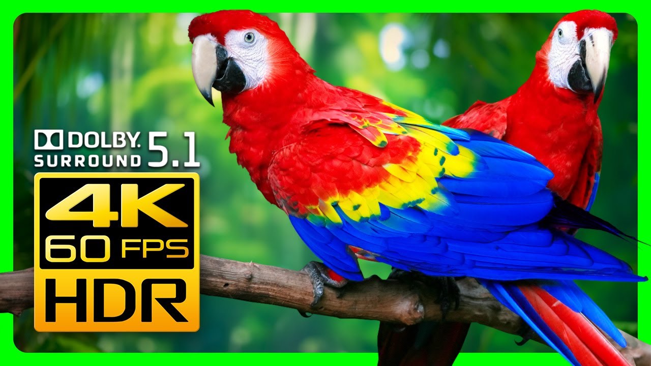 Mesmerizing Macaw Parrots in 4K HDR - Video Download