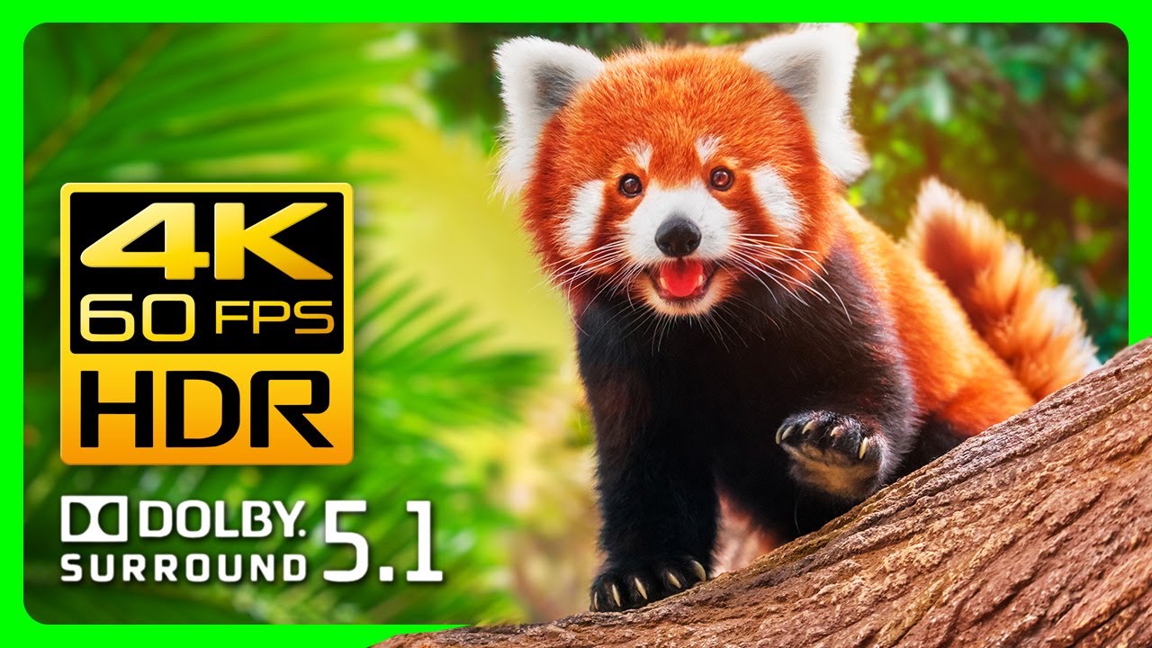 Incredible Animals in Stunning 4K HDR - Video Download