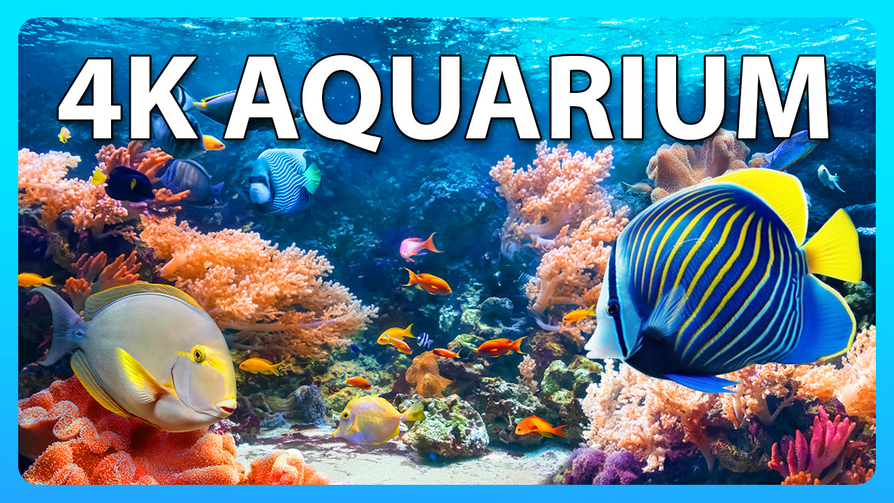 Relaxing Aquarium 4K HDR 60fps - Video Download